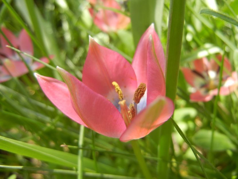 Tulipa Little Beauty (2018, April 14) - Tulipa Little Beauty