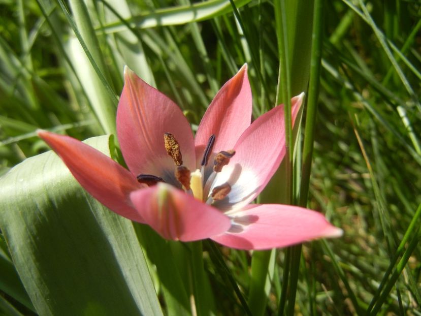 Tulipa Little Beauty (2018, April 14) - Tulipa Little Beauty