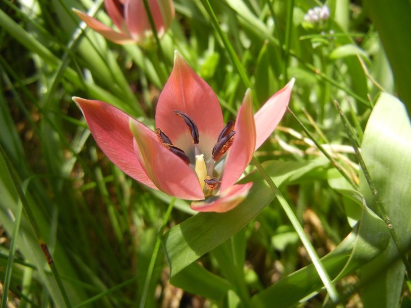 Tulipa Little Beauty (2018, April 14) - Tulipa Little Beauty