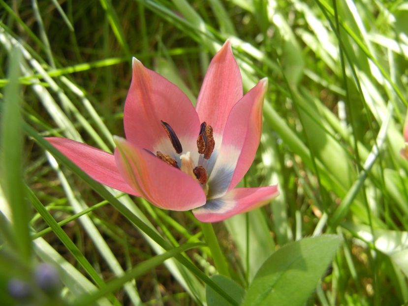 Tulipa Little Beauty (2018, April 14) - Tulipa Little Beauty