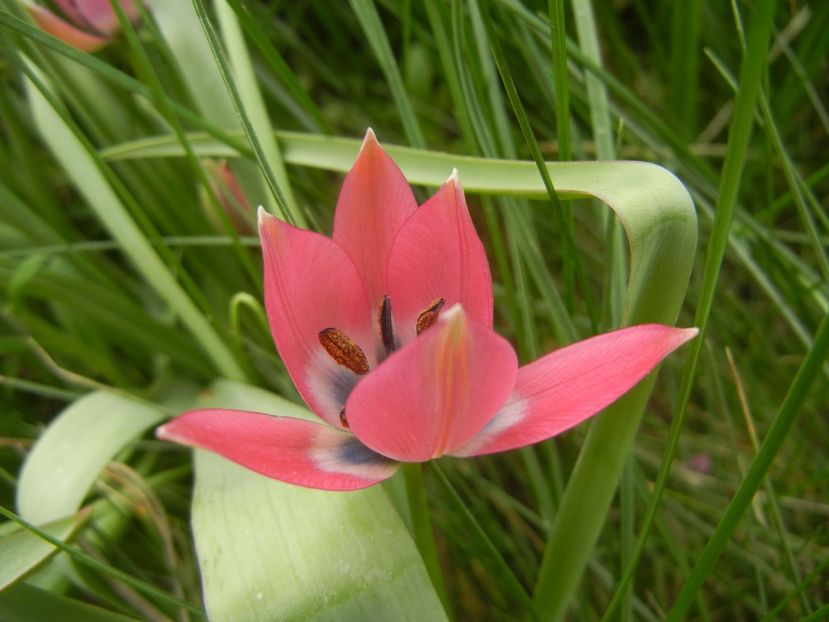 Tulipa Little Beauty (2018, April 15) - Tulipa Little Beauty