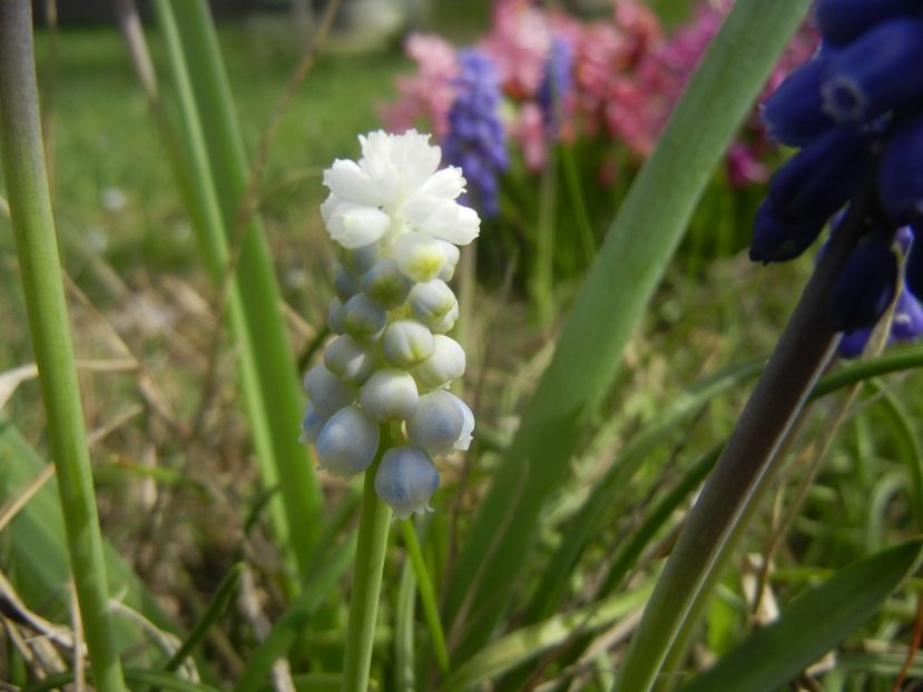 Muscari Peppermint (2018, April 11) - Muscari Peppermint