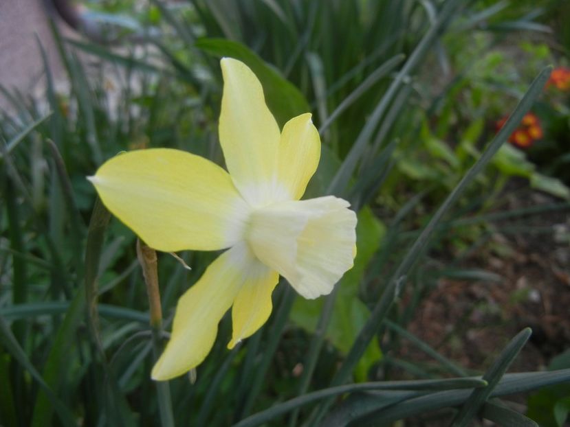 Narcissus Pipit (2018, April 13) - Narcissus Pipit