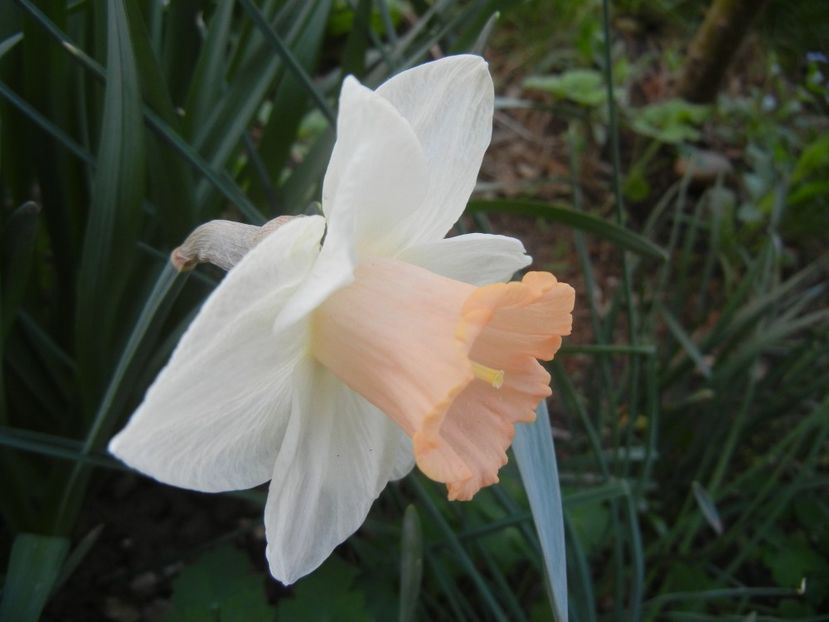 Narcissus Salome (2018, April 12) - Narcissus Salome