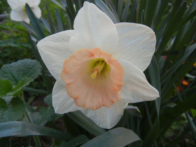 Narcissus Salome (2018, April 13) - Narcissus Salome