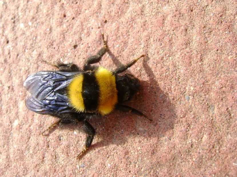 Bondar - Primavara 2018