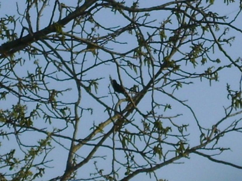 Mierla - Primavara 2018