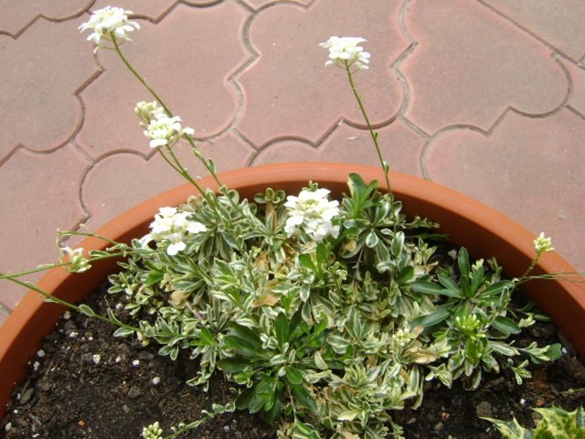 Forme, flori si culori - Primavara 2018