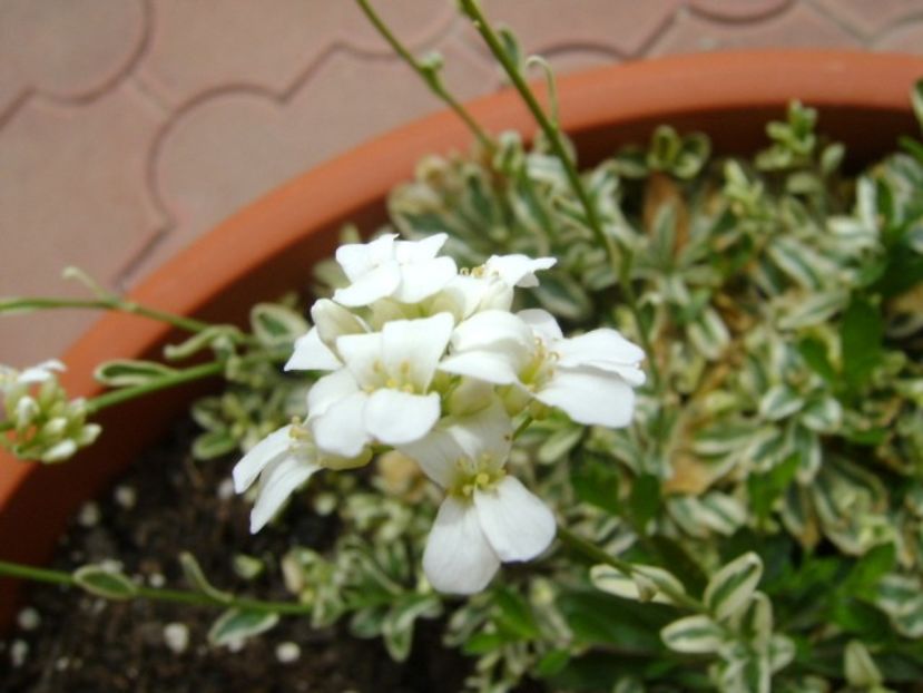 Forme, flori si culori - Primavara 2018