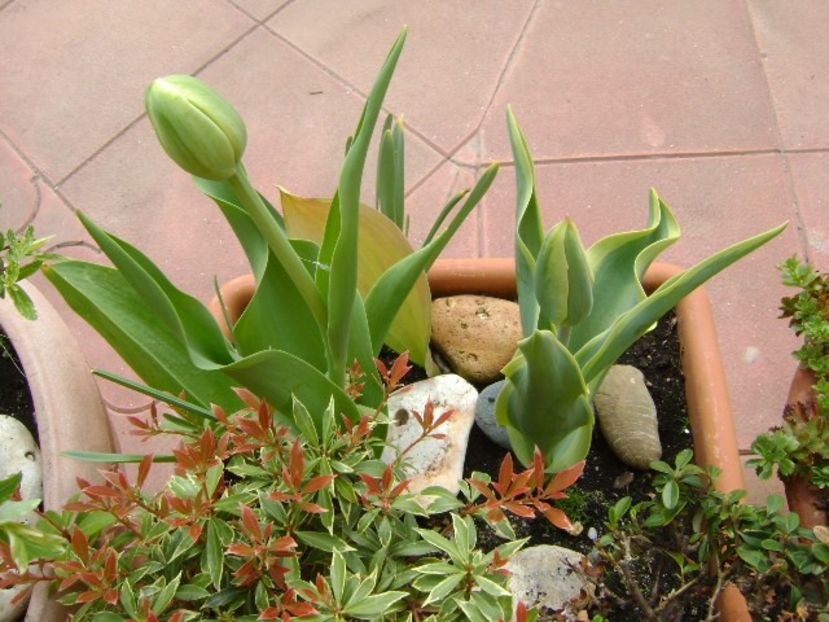 Lalele - Primavara 2018