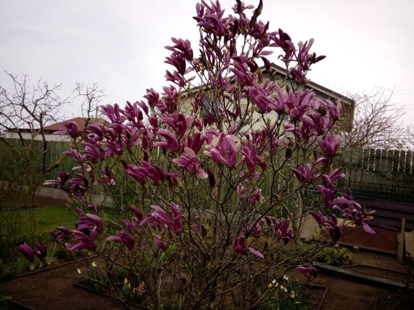 magnolia sussan - 3Primavara2018
