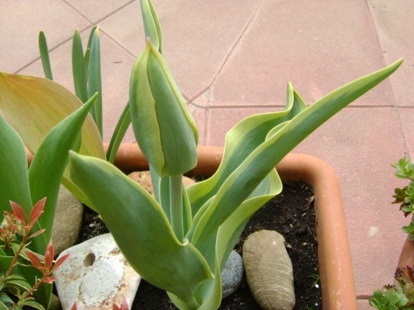 Lalele - Primavara 2018