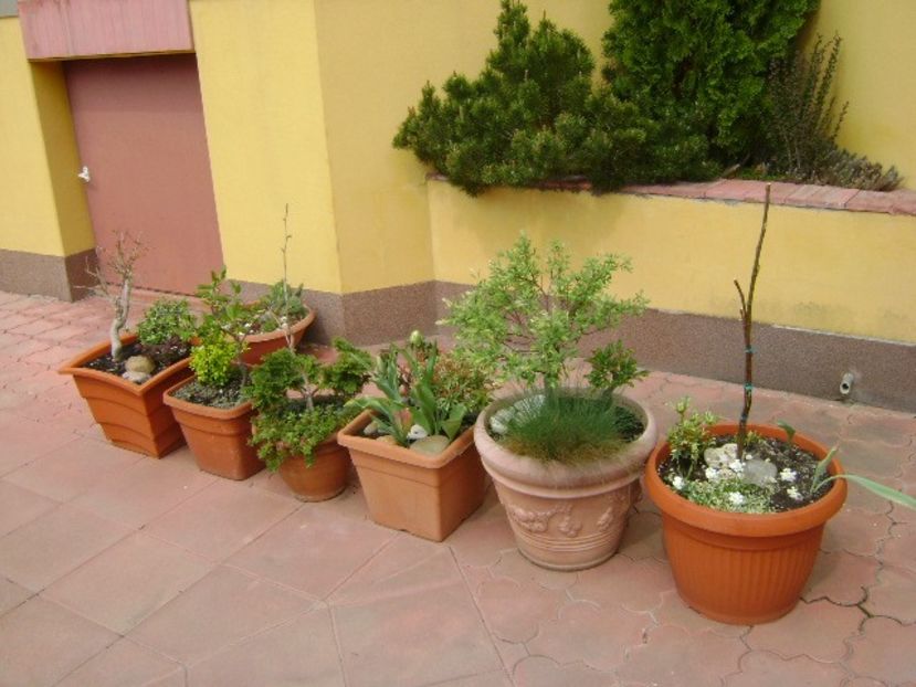 Forme, flori si culori - Primavara 2018