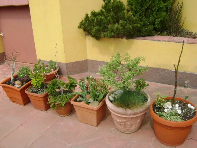 Forme, flori si culori - Primavara 2018