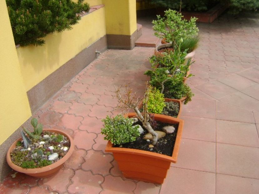 Forme, flori si culori - Primavara 2018