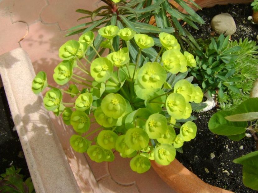 Euphorbia amygdaloides - Primavara 2018