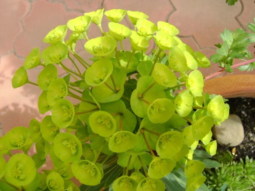 Euphorbia amygdaloides - Primavara 2018