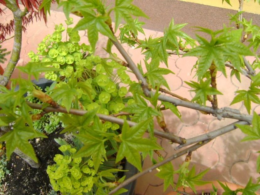 Liquidambar - Primavara 2018