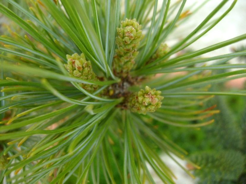 Pinus ”Shizukagoten” - Primavara 2018