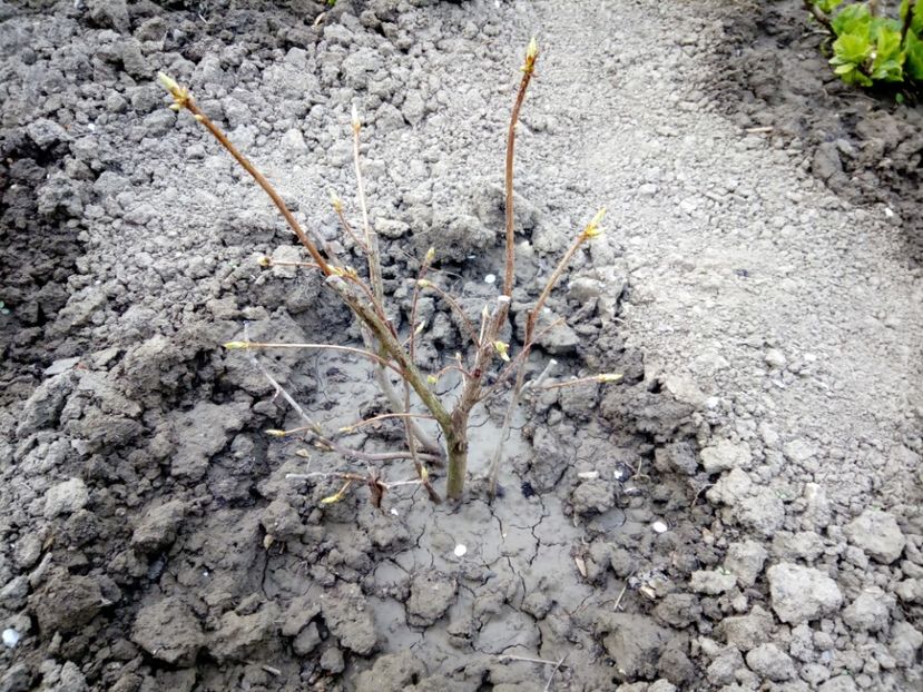 azalea anneke - 3Primavara2018