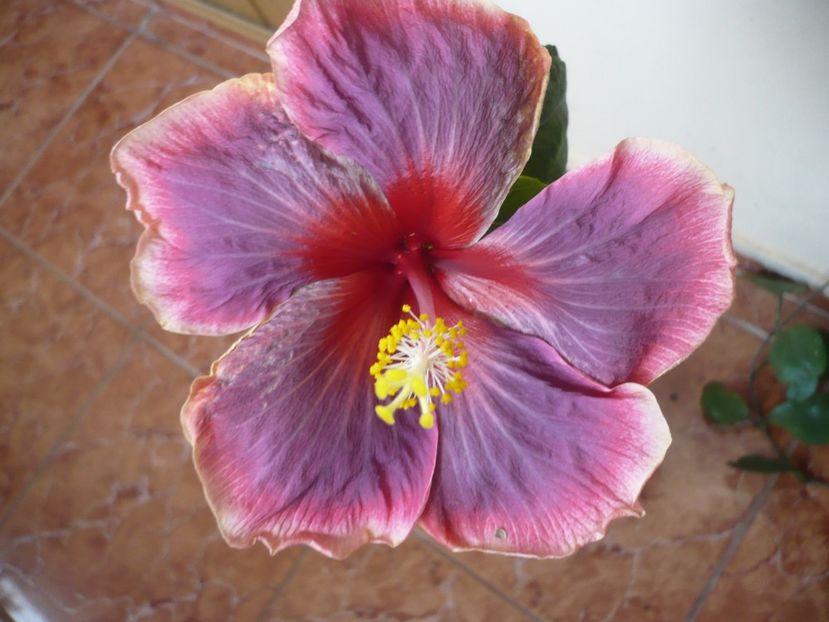 16.04.2018 - HIBISCUSI 2018-1