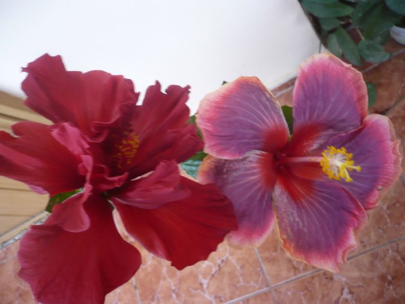 P1360615 - HIBISCUSI 2018-1