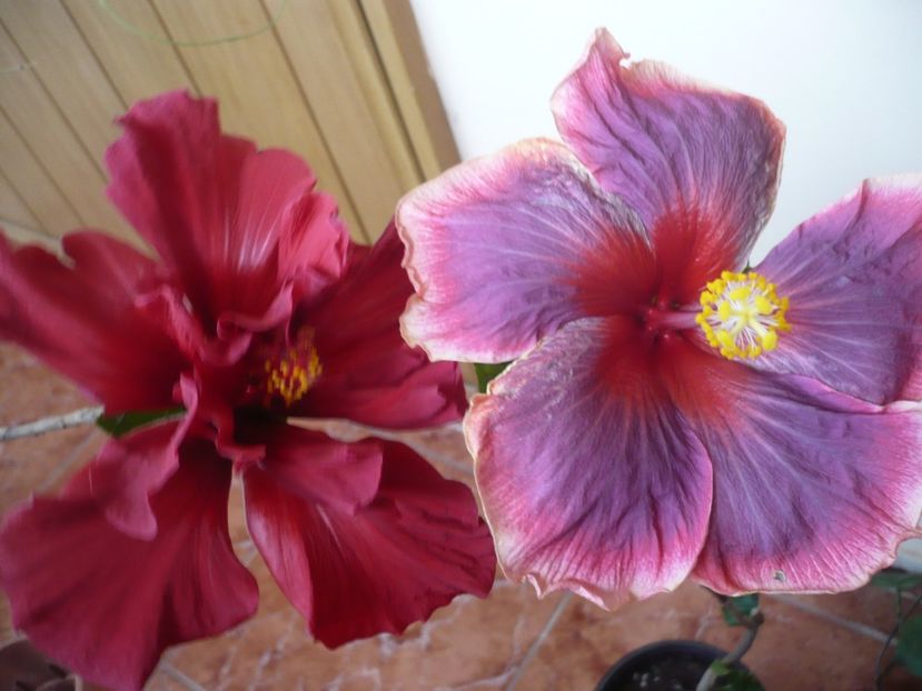 P1360618 - HIBISCUSI 2018-1