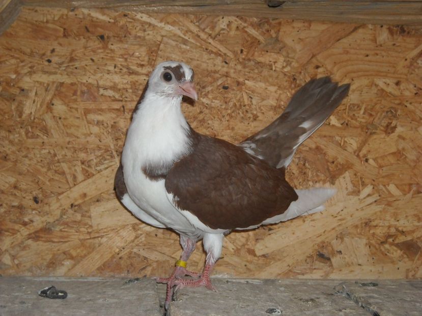 pierdut - PUISORI 2018