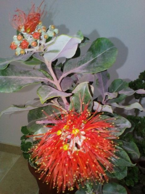  - plantutele mele