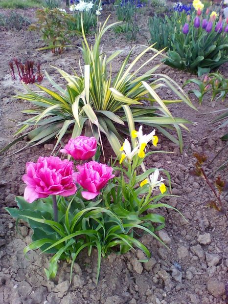  - curtea cu toate cele 2018