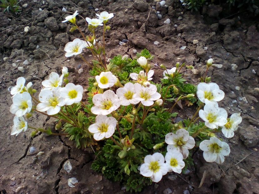  - curtea cu toate cele 2018