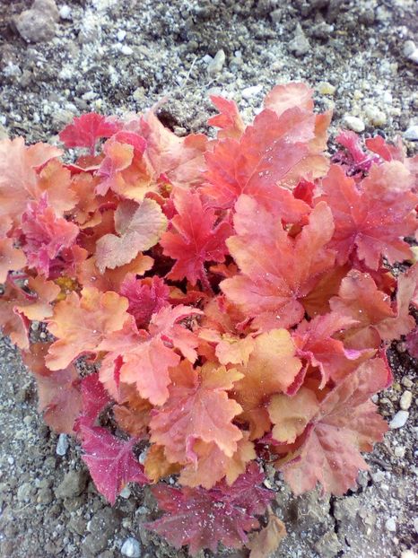  - curtea cu toate cele 2018