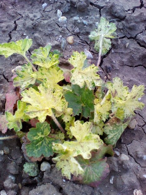  - curtea cu toate cele 2018