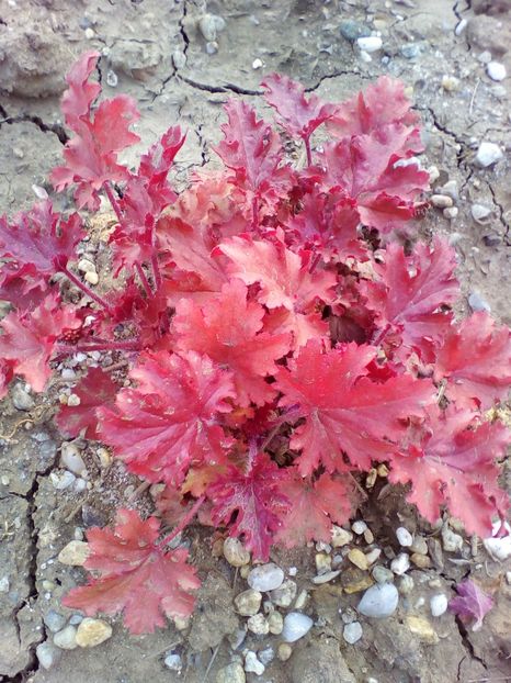  - curtea cu toate cele 2018