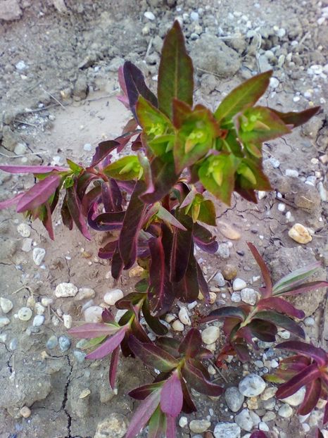  - curtea cu toate cele 2018