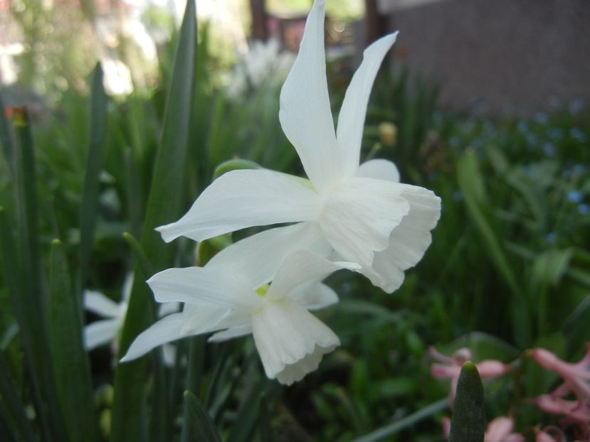 Narcissus Thalia (2018, April 13) - Narcissus Thalia