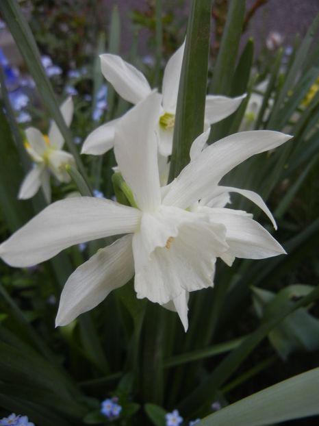 Narcissus Thalia (2018, April 14) - Narcissus Thalia