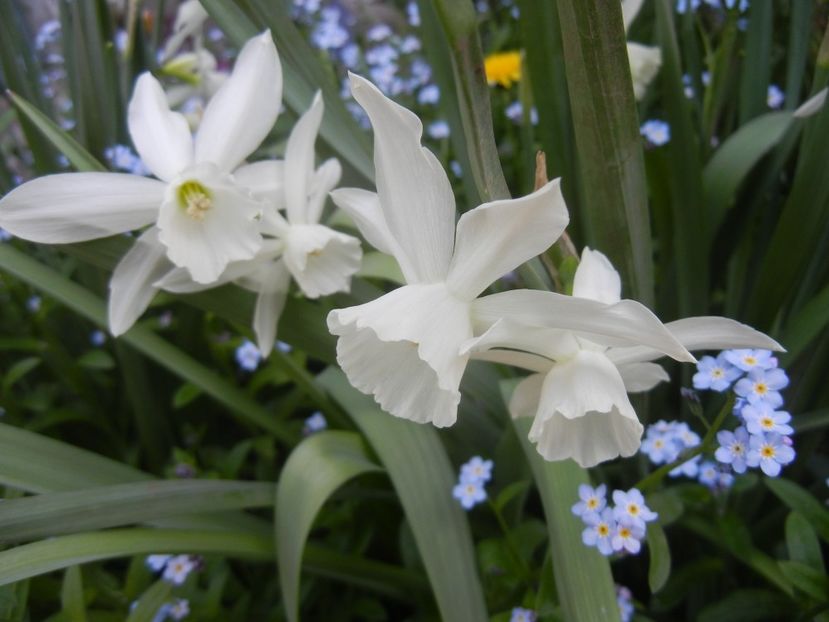 Narcissus Thalia (2018, April 14) - Narcissus Thalia