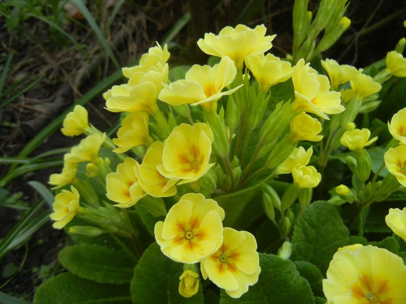 Primula polyanthus Yellow (2018, Apr.12) - Primula polyanthus Yellow