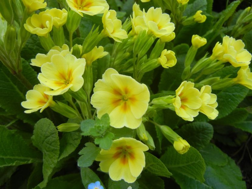 Primula polyanthus Yellow (2018, Apr.12) - Primula polyanthus Yellow