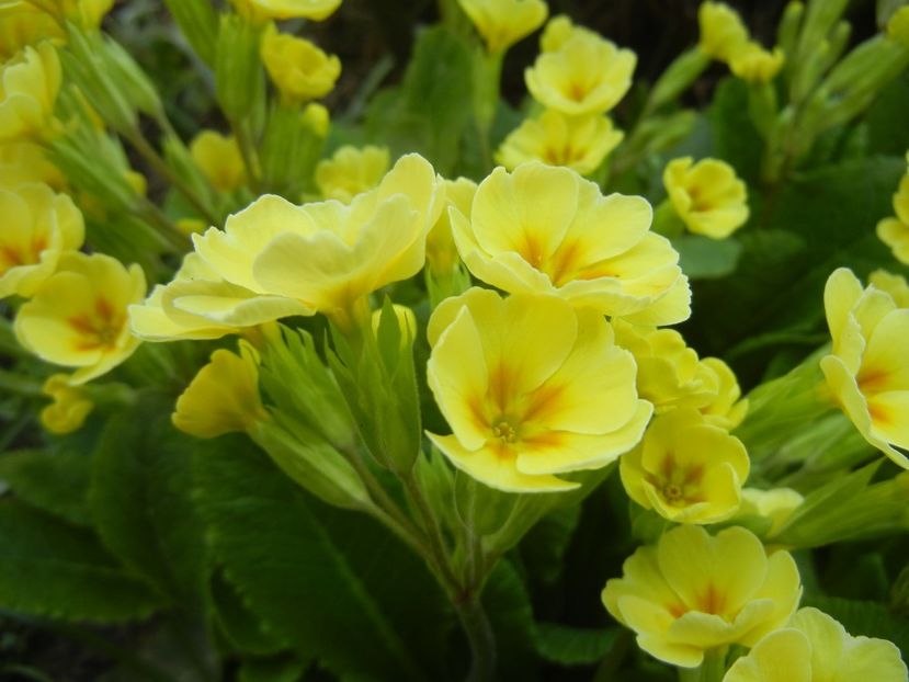 Primula polyanthus Yellow (2018, Apr.12) - Primula polyanthus Yellow