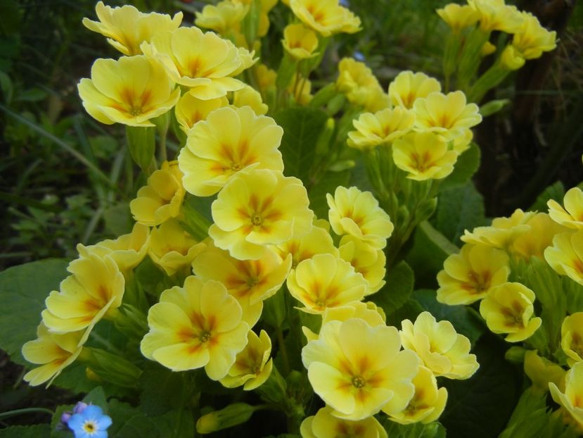 Primula polyanthus Yellow (2018, Apr.13) - Primula polyanthus Yellow