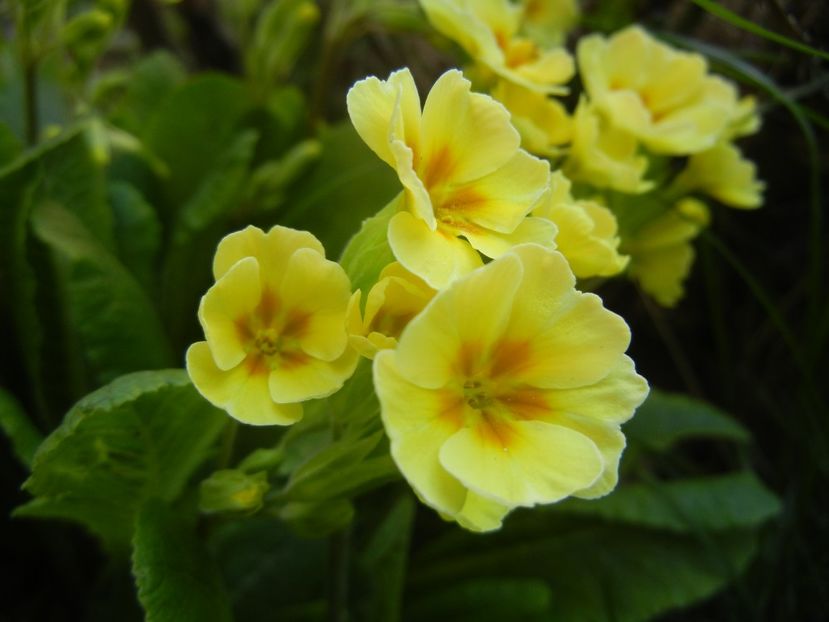 Primula polyanthus Yellow (2018, Apr.13) - Primula polyanthus Yellow