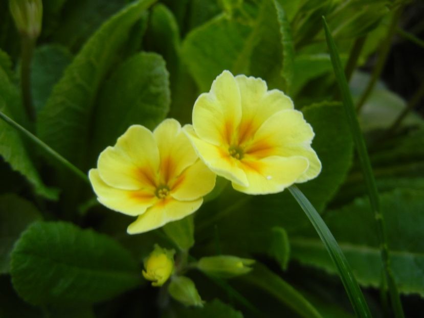 Primula polyanthus Yellow (2018, Apr.13) - Primula polyanthus Yellow