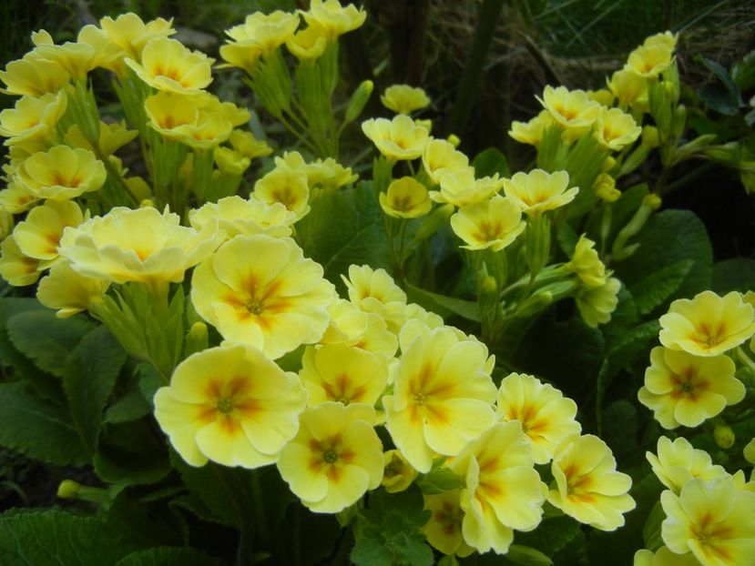 Primula polyanthus Yellow (2018, Apr.14) - Primula polyanthus Yellow