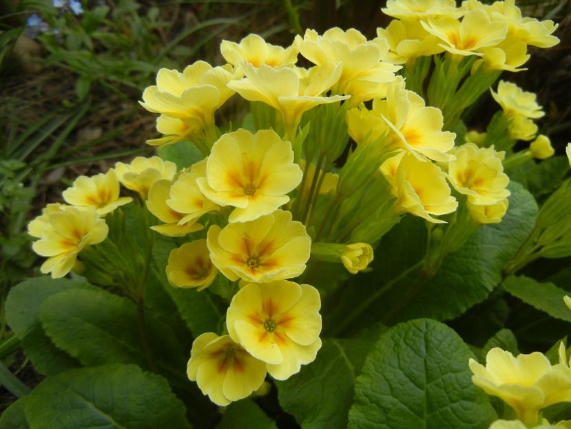 Primula polyanthus Yellow (2018, Apr.15) - Primula polyanthus Yellow