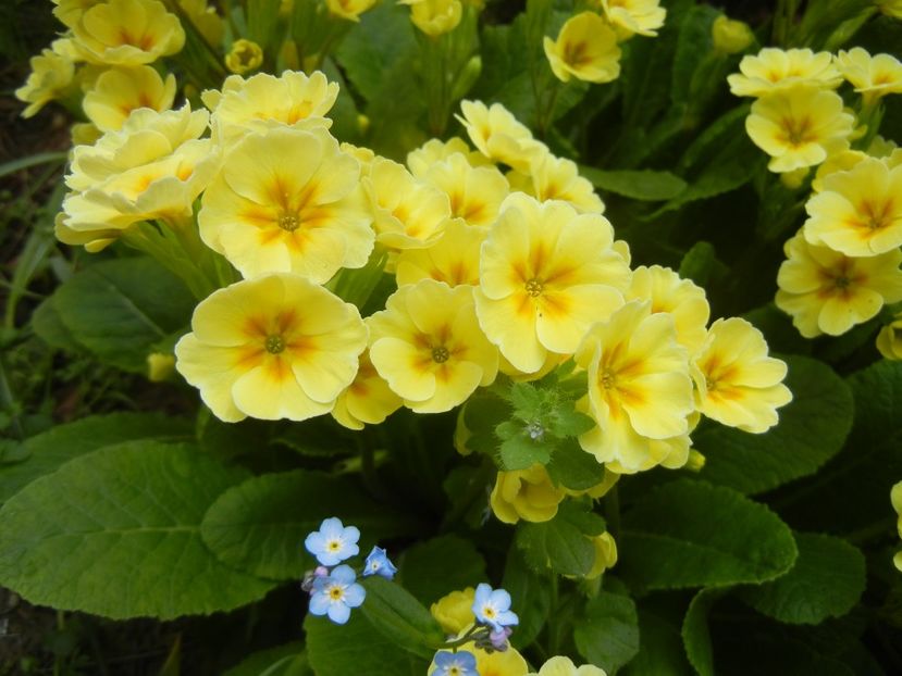 Primula polyanthus Yellow (2018, Apr.15) - Primula polyanthus Yellow