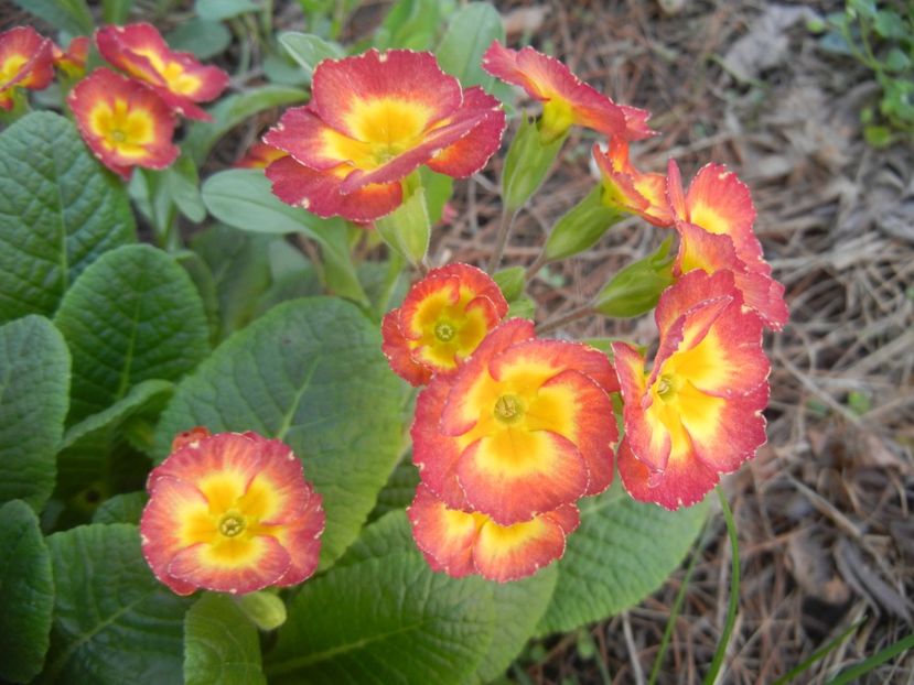 Primula polyanthus Red (2018, April 13) - Primula polyanthus Red