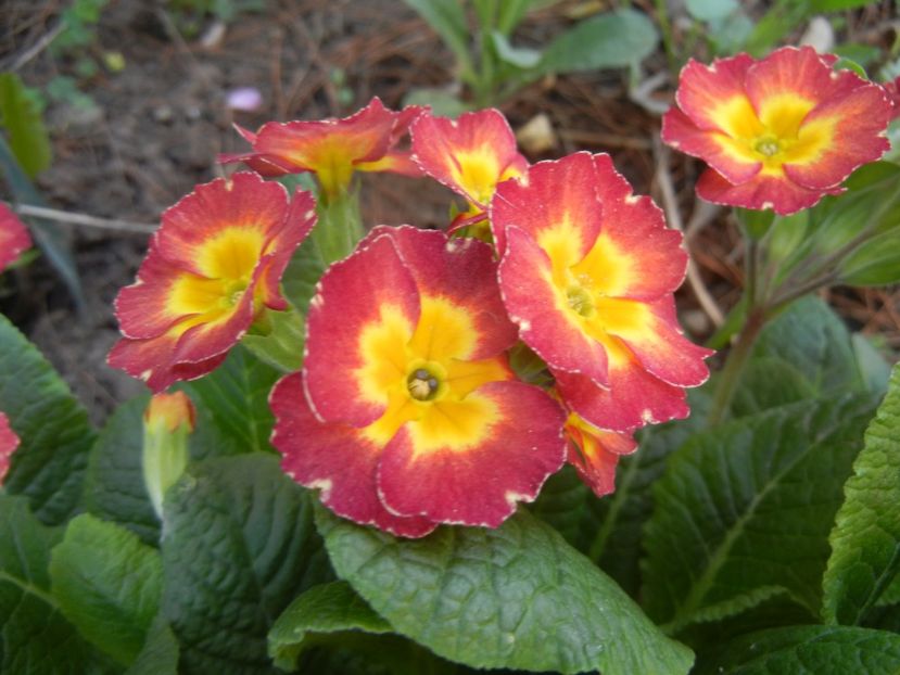 Primula polyanthus Red (2018, April 13) - Primula polyanthus Red