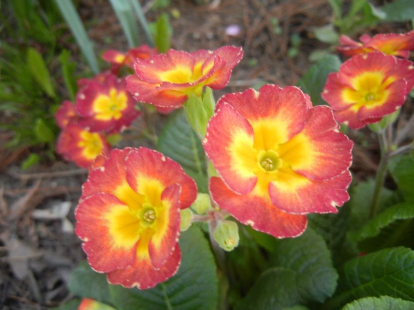 Primula polyanthus Red (2018, April 13) - Primula polyanthus Red